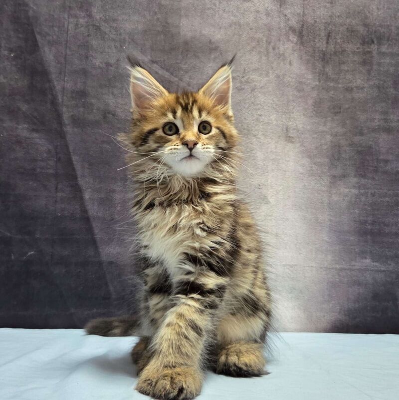 Lebanon Maine Coon polydactyl male, black tabby