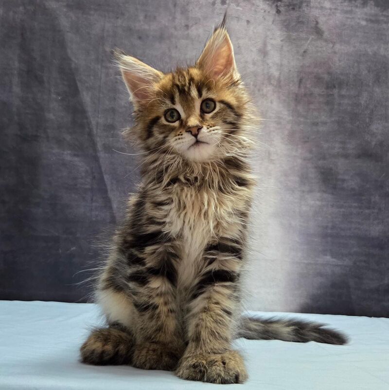 Lebanon Maine Coon polydactyl male, black tabby