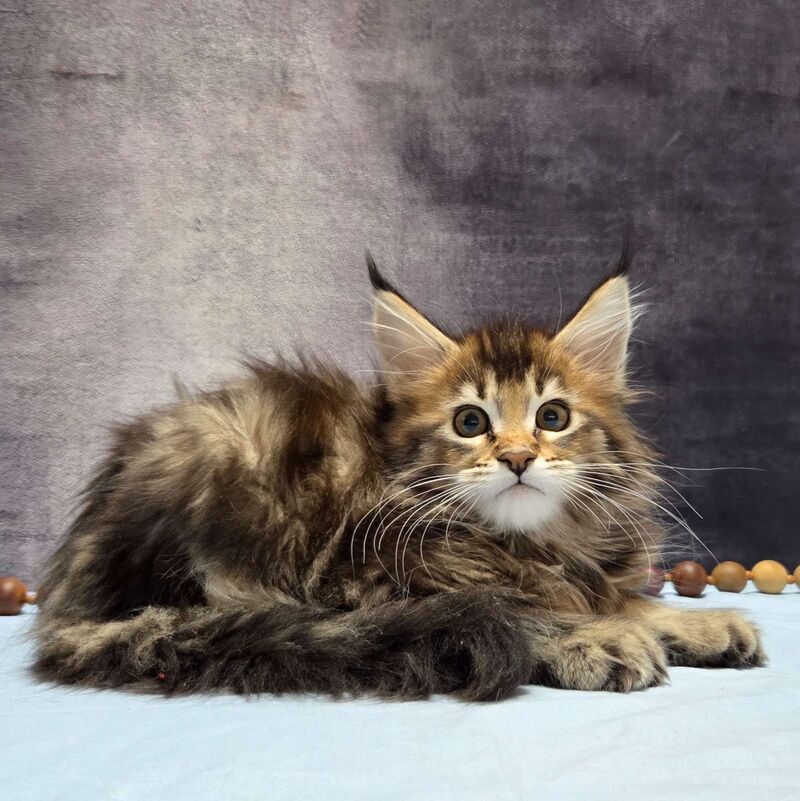 Luxembourg Maine Coon male, black ticked tabby