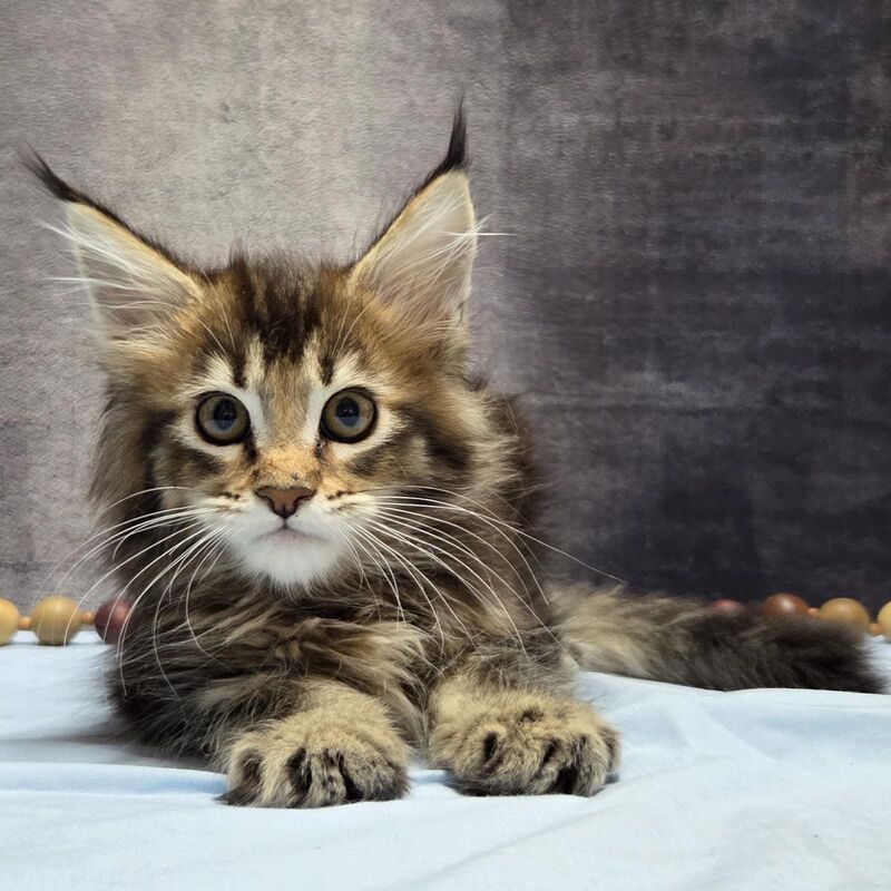 Luxembourg Maine Coon male, black ticked tabby