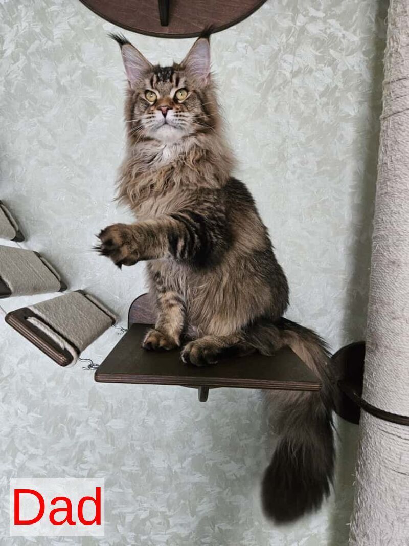 Luxembourg Maine Coon male, black ticked tabby