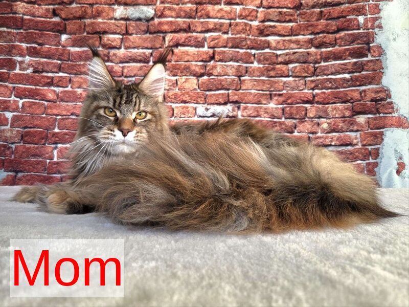 Lebanon Maine Coon polydactyl male, black tabby