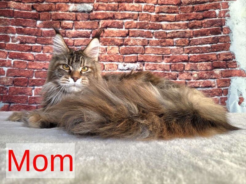 Luxembourg Maine Coon male, black ticked tabby