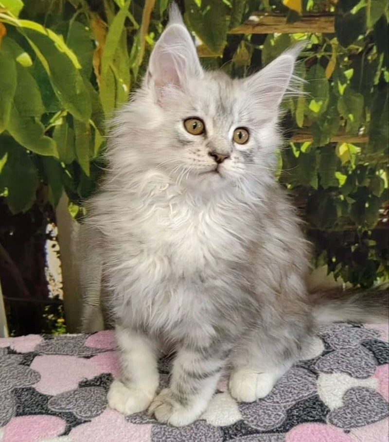 Zeus Maine Coon male, black silver shaded