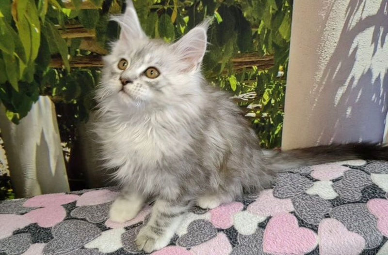 Zeus Maine Coon male, black silver shaded