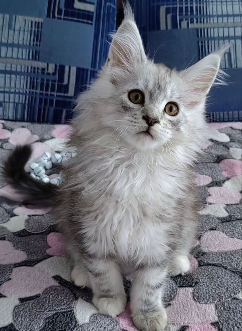 Zeus Maine Coon male, black silver shaded