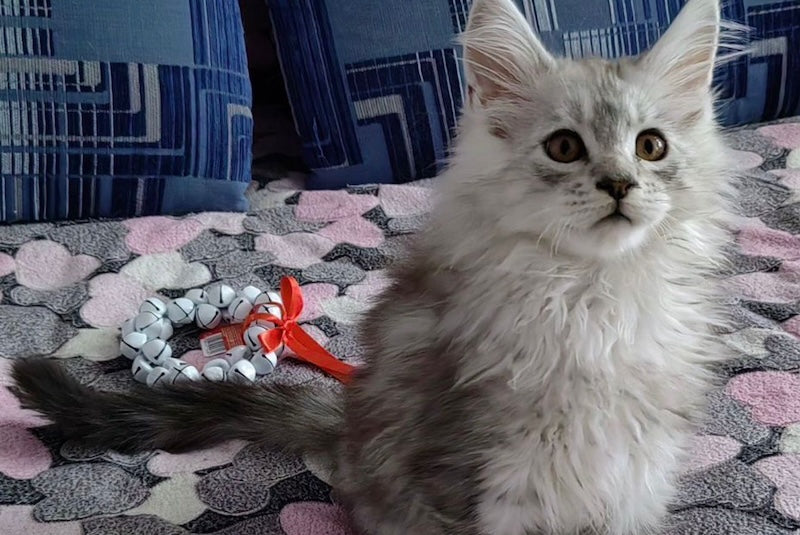 Zeus Maine Coon male, black silver shaded