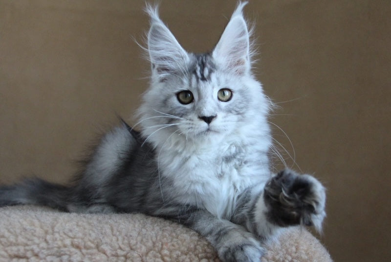 Omega Maine Coon female, black silver tabby