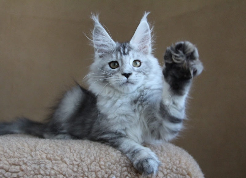 Omega Maine Coon female, black silver tabby