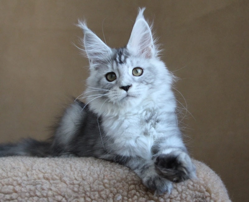 Omega Maine Coon female black silver tabby - live animals