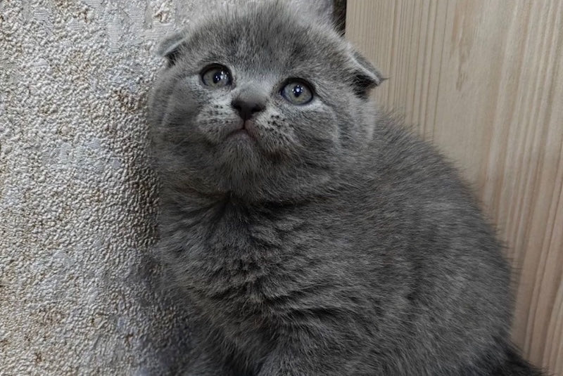 Tomy Scottish Fold male, blue