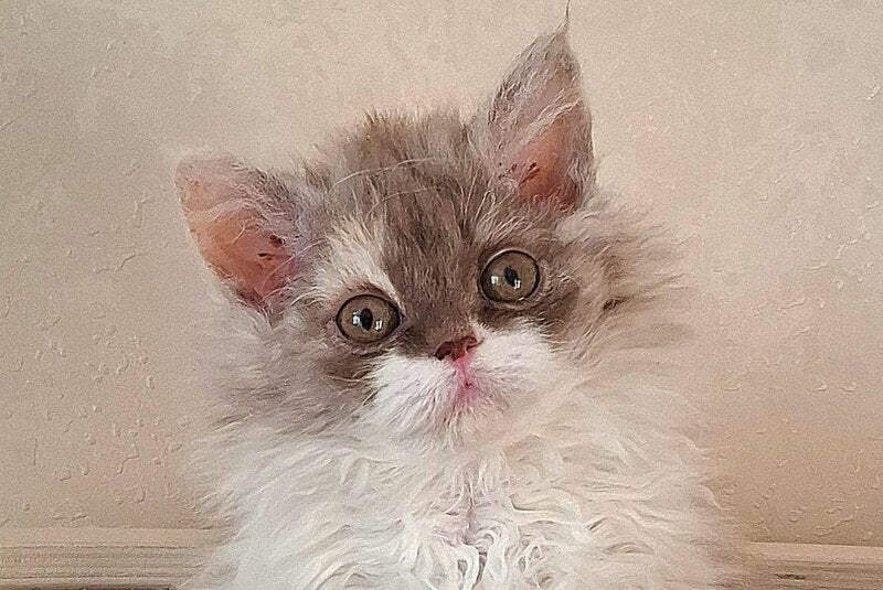 Ohara Selkirk Rex female cinnamon tortie bicolour live animals