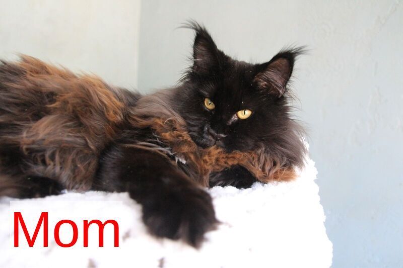 Olli Maine Coon female black silver tabby live animals