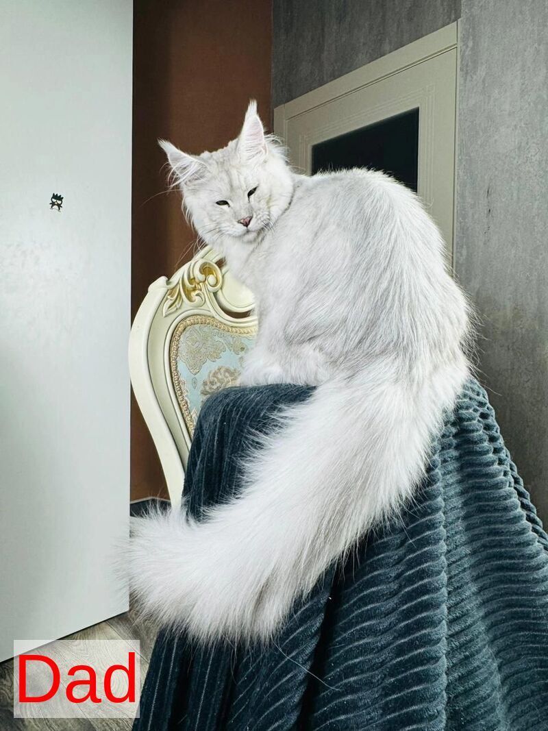 Olli Maine Coon female black silver tabby live animals