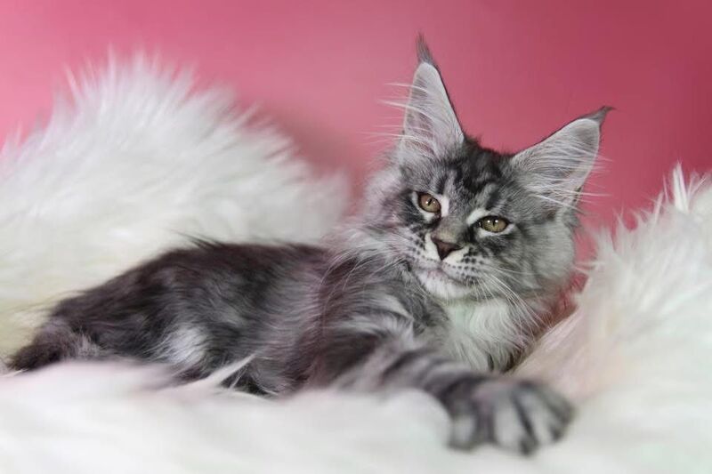 Olli Maine Coon female black silver tabby live animals