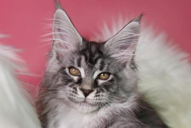 Olli Maine Coon female black silver tabby live animals