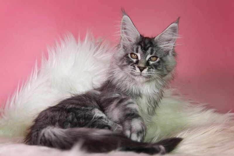 Olli Maine Coon female black silver tabby live animals