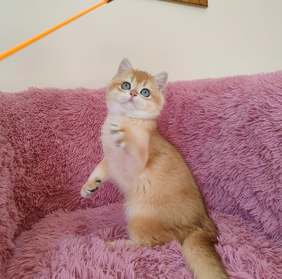 Robbi British Shorthair male black golden chinchilla live animals