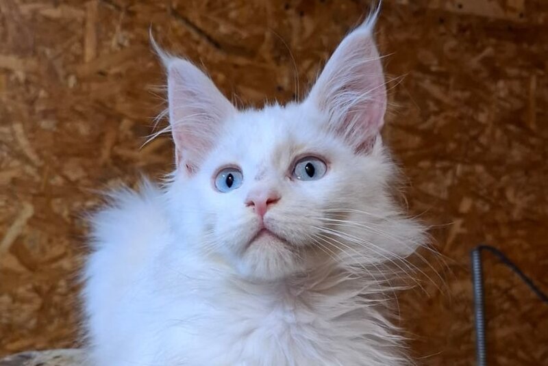 Zakhar Maine Coon male white live animals