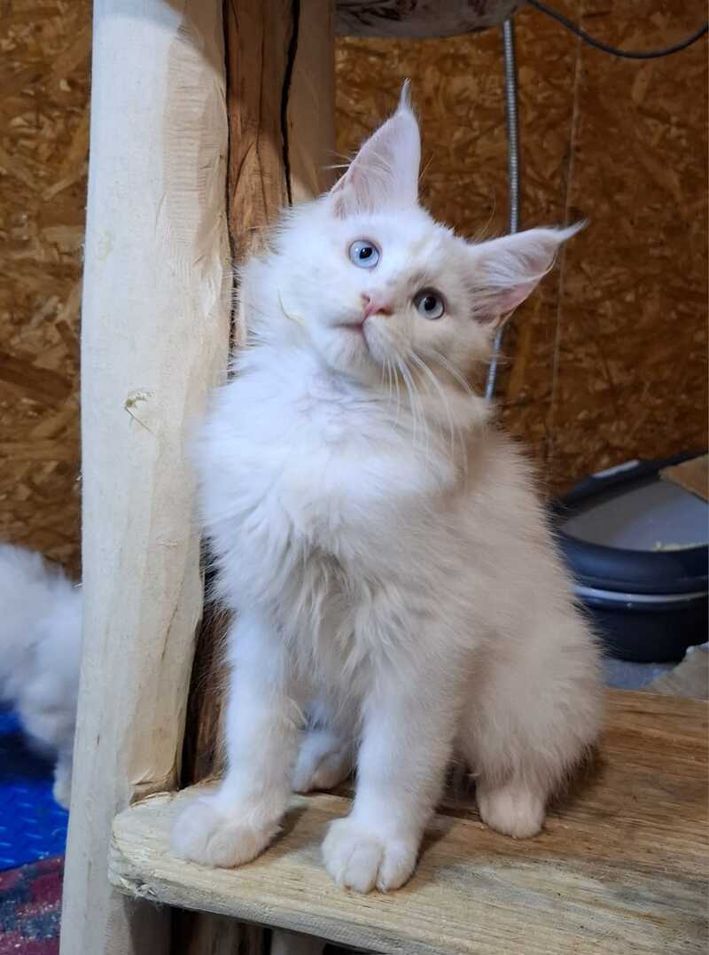 Zakhar Maine Coon male white live animals