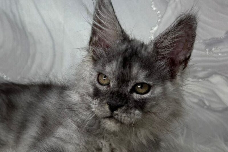 Quwentyn Maine Coon male black silver live animals