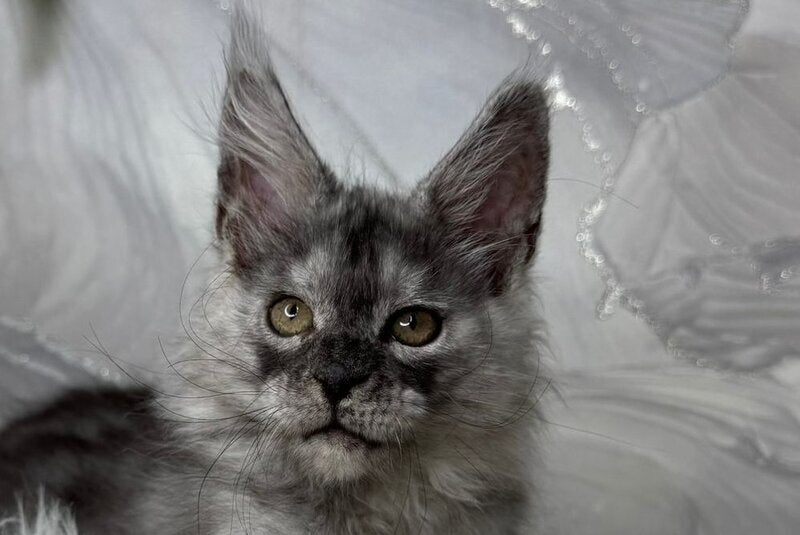 Quwentyn Maine Coon male black silver live animals