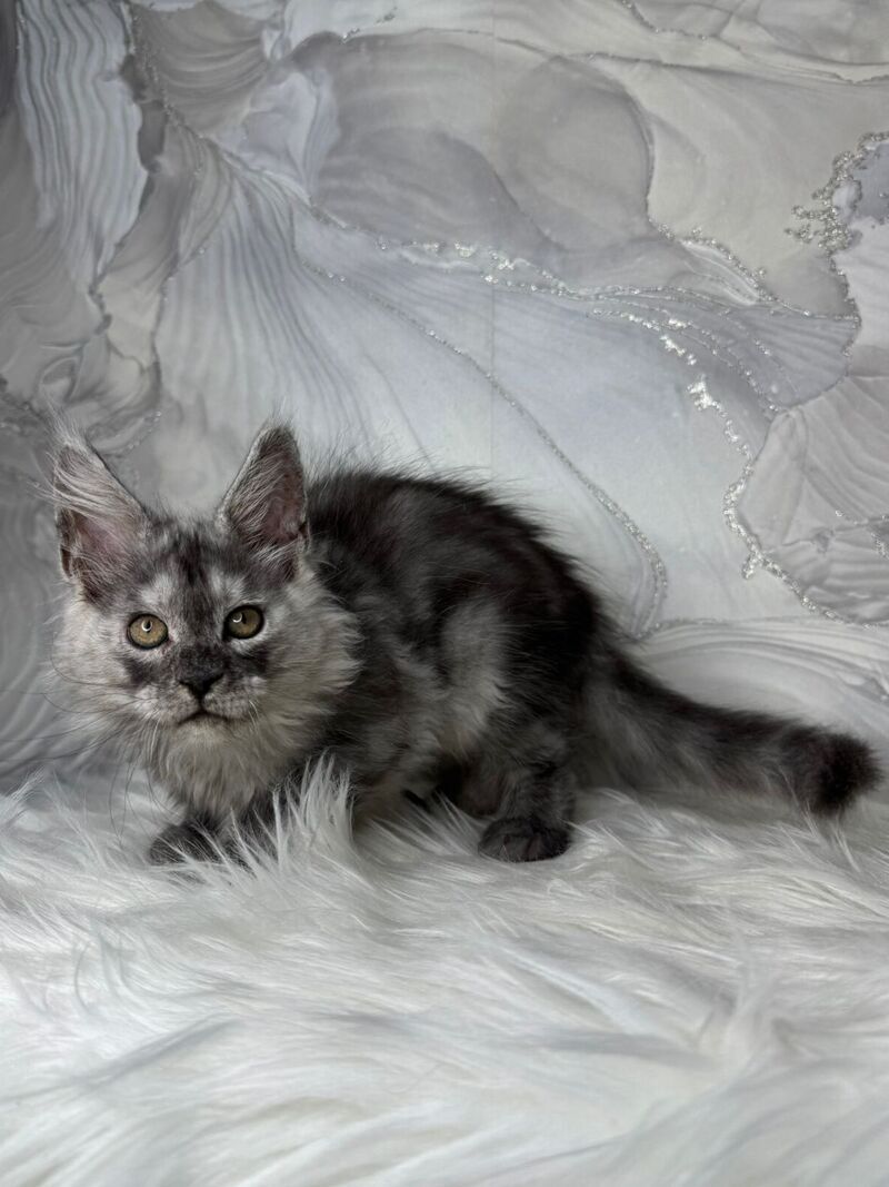Quwentyn Maine Coon male black silver live animals