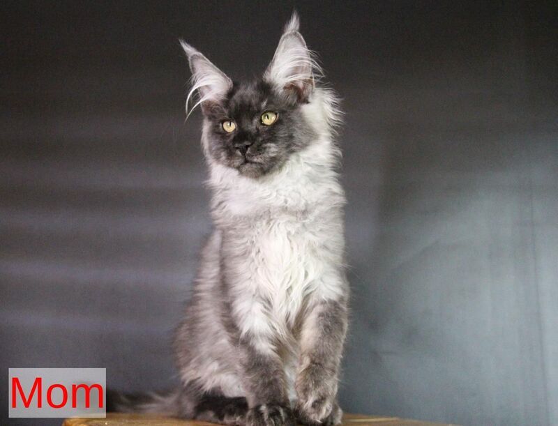 Quwentyn Maine Coon male black silver live animals