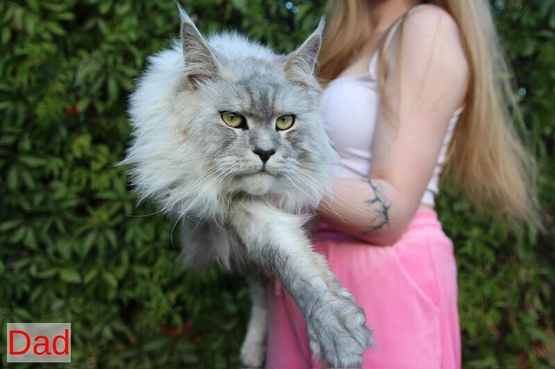 Rikota Maine Coon female black silver ticked tabby with white live animals