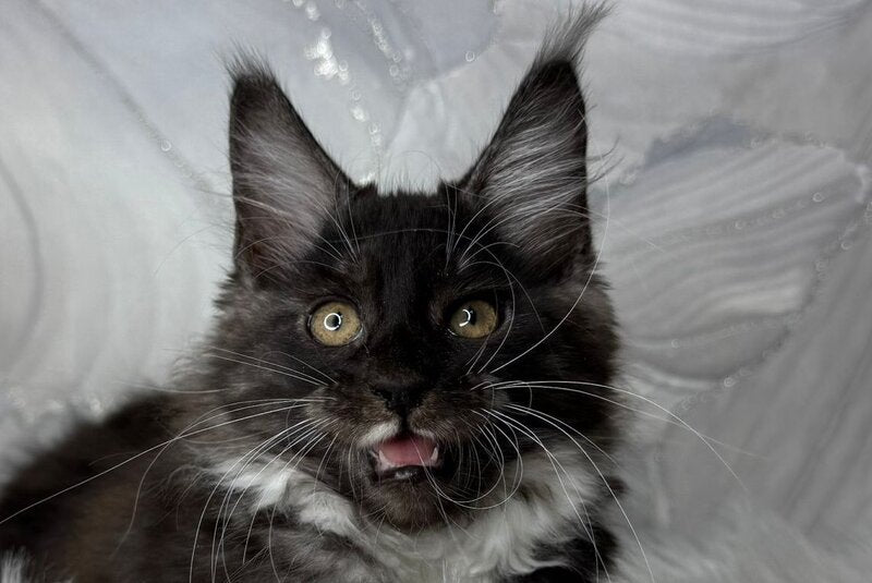 Rihanna Maine Coon female black silver with white live animals
