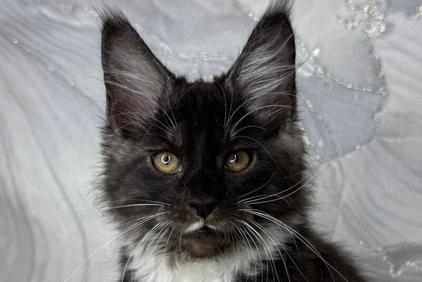 Rihanna Maine Coon female black silver with white live animals