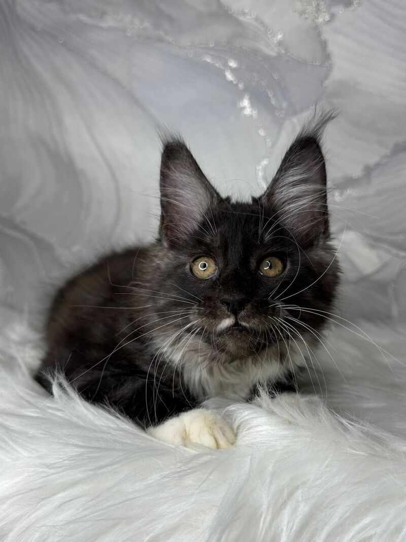 Rihanna Maine Coon female black silver with white live animals