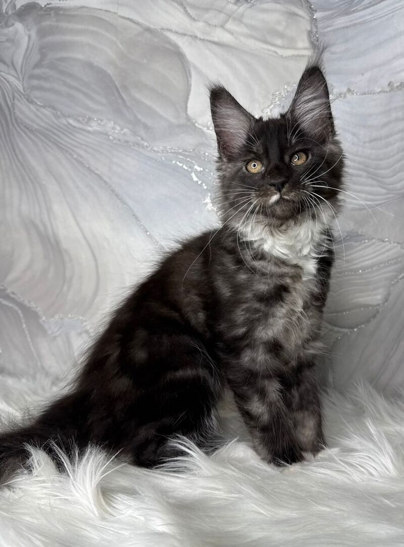 Rihanna Maine Coon female black silver with white live animals