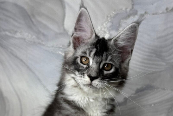 Rikota Maine Coon female black silver ticked tabby with white live animals