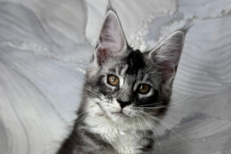 Rikota Maine Coon female black silver ticked tabby with white live animals
