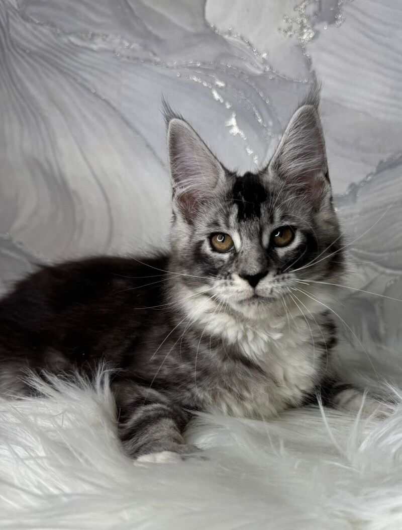 Rikota Maine Coon female black silver ticked tabby with white live animals