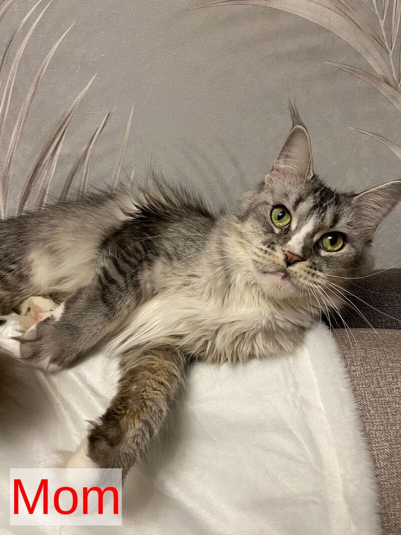 Rihanna Maine Coon female black silver with white live animals