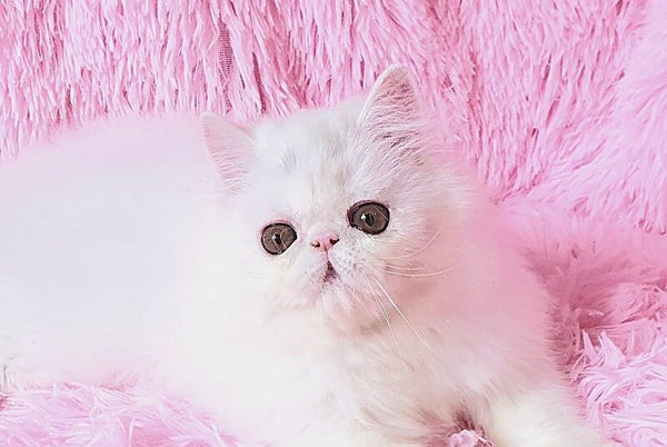 Emmy Persian female white - live animals