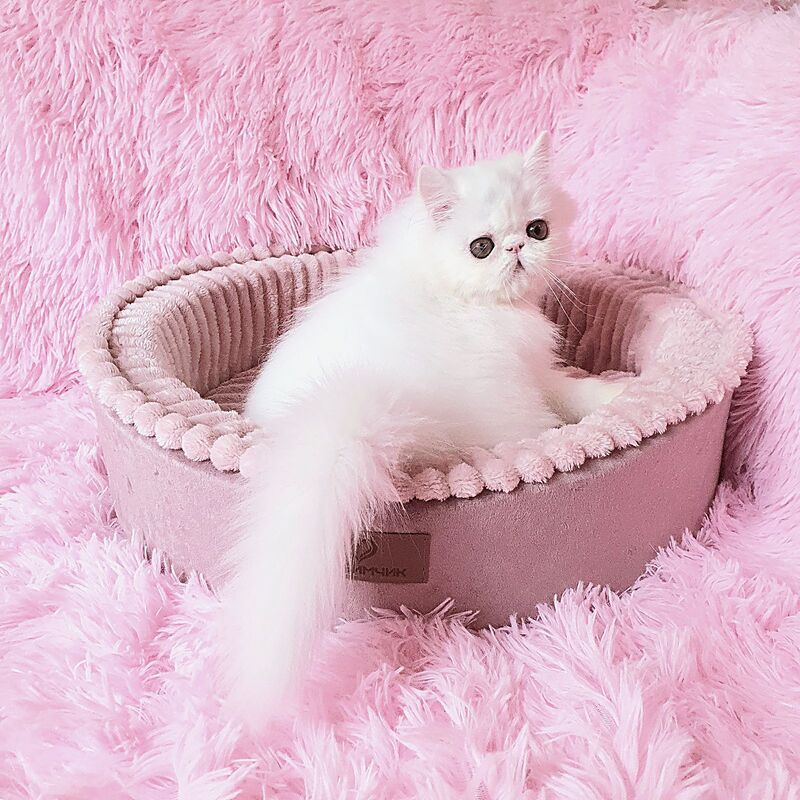 Emmy Persian female white - live animals