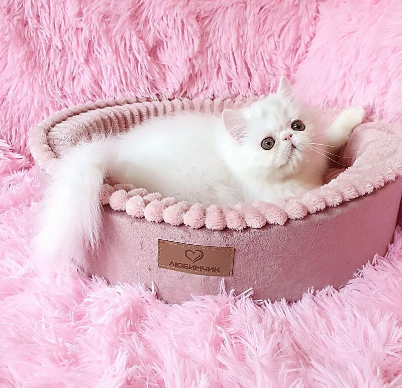 Emmy Persian female white - live animals