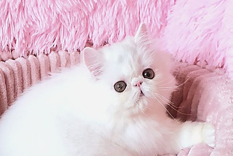 Emmy Persian female white - live animals