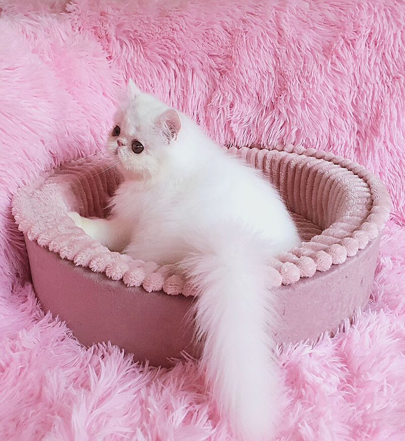 Emmy Persian female white - live animals