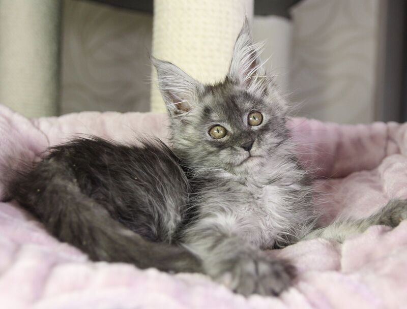Vanessa Maine Coon female black silver - live animals