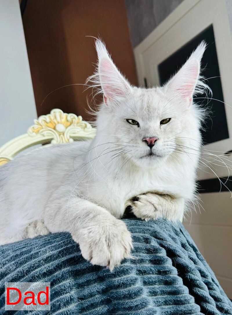 Vanessa Maine Coon female black silver - live animals