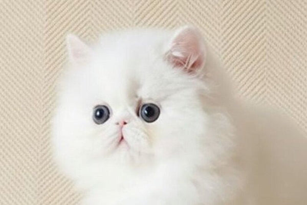 Zimushka Persian female white - live animals