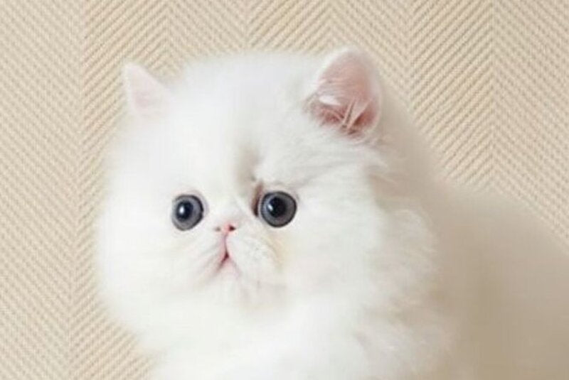 Zimushka Persian female white - live animals