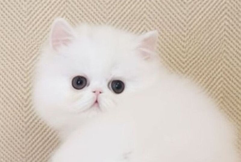 Zimushka Persian female white - live animals