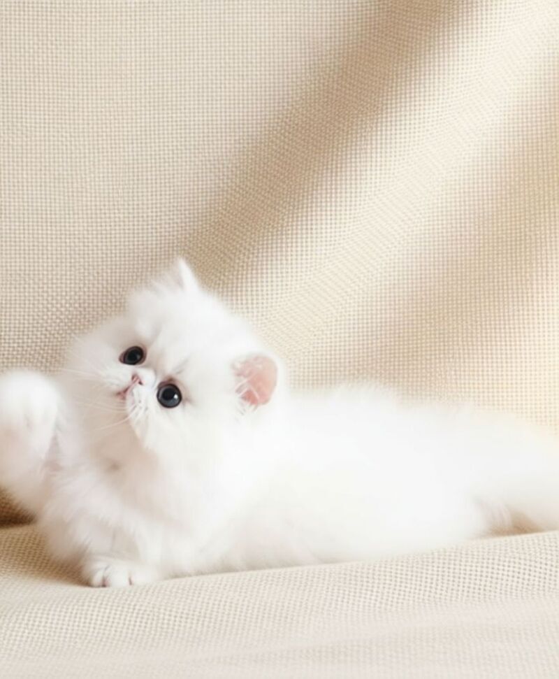 Zimushka Persian female white - live animals