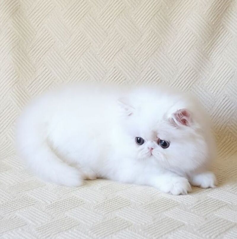 Zimushka Persian female white - live animals