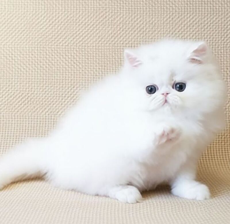 Zimushka Persian female white - live animals